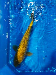 Excellent Quality Japanese Koi medium size from $120