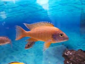 African Red Reuben breeding pair and Albino cichlid