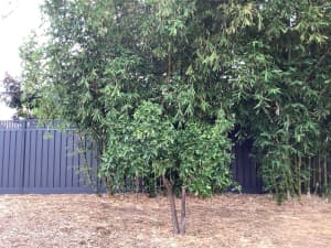 Mature navel orange tree: You dig out: Nedlands 6009