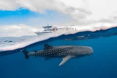 Ningaloo Whale Shark/Humpback Swim Voucher - Valid until end of 2024