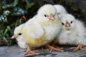 Chicks - Light Sussex & Many Other Varieties