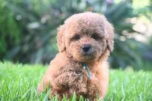 Cavoodle Puppies *READY NOW*