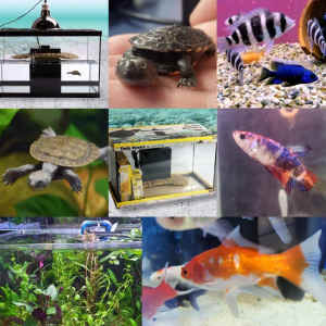 Goldfish, Tropical Fish, Axolotls, Shrimp, Cichlids, Snails, Turtles 