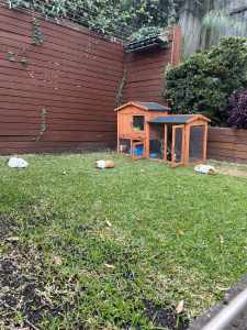 Guinea pigs and hut for free