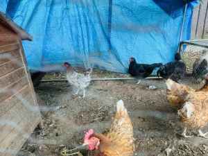 Chickens and rooster for sale