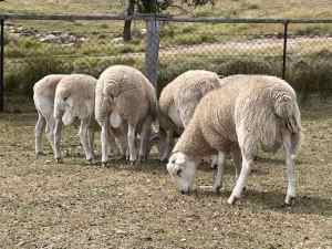 Australian White cross Ram Lambs