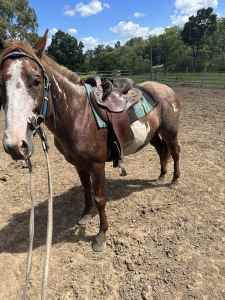oaky the paint QH gelding