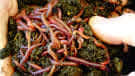 Composting Worms. Buderim