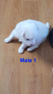 Long haired Chihuahua x puppies for sale