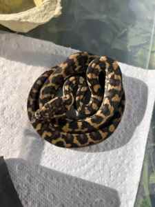 Jungle Carpet Python Hatchlings