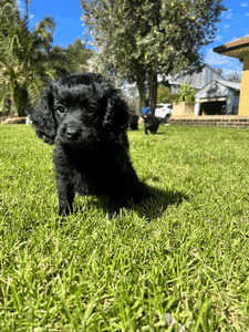 5 TOY CAVOODLE PUPPIES AVAILABLE - GIRLS AND BOYS