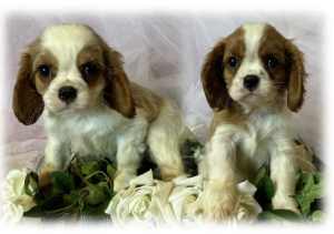 Adorable King Charles Cavalier Puppies