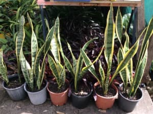 Mother in law tongue plants, variegated Sansevieria