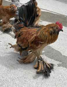 Belgian D’uccle rooster