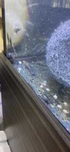 50c Bristlenose catfish for sale - Marbles and Albino - various sizes