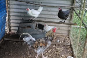 Chickens, Roosters, Muscovy Drakes