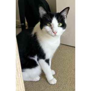 9005 : Galao - CAT for ADOPTION - Vet Work Included