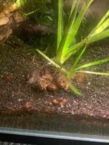 Ramshorn snails for FREE