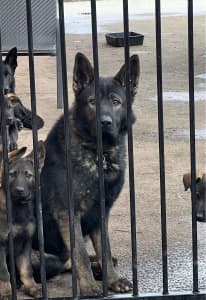 Great Working line German Shepherd pups* 
