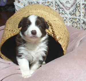 *Only 2 left* DNA Cleared Purebred Chocolate Border Collie Pups