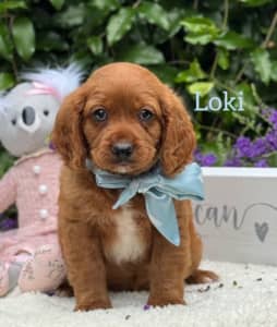 🐾 Beautiful Toy Cavoodle Puppies 🐾