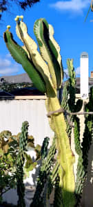 Euphoria Rare Ammak Two colour cactus 