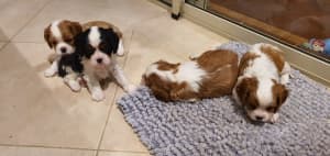 CAVALIER KING CHARLES PUPPIES