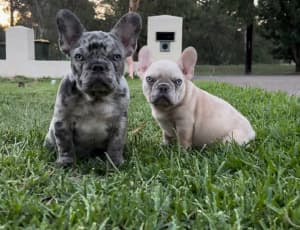 Male Merle French Bulldogs