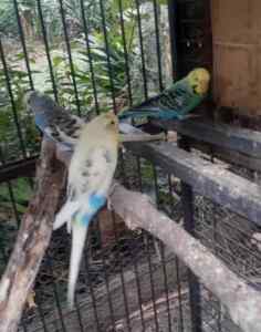 Budgies For Sale, young and mature birds 