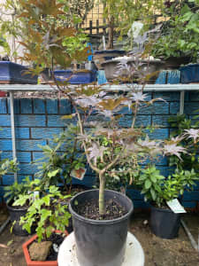 Japanese Maples Rare weeping and upright