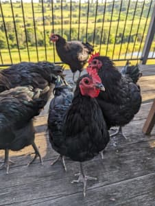 Australorp Roosters Young and Friendly 