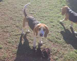 Beagle puppies looking for good homes 