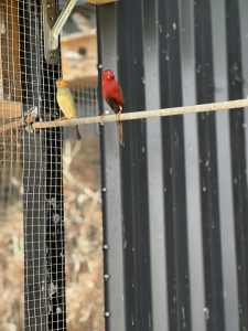Crimson finch bird