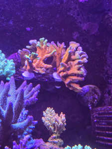 Selling sps frags, horn coral and forest fire digi