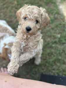 Cavoodle Puppies for sale 