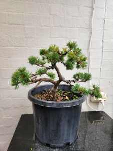 Pre-Bonsai dwarf White Pine $250