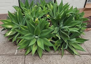 Agave plants $50 the lot