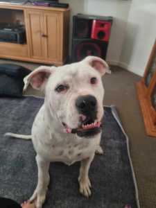 15month old American bulldog named willow 