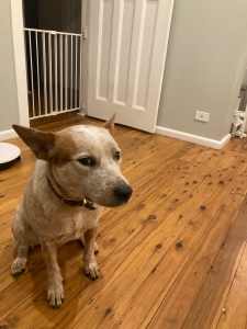 Red cattle dog 1.5 year old