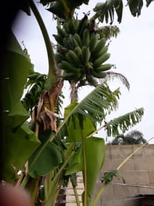Banana palms for sale 