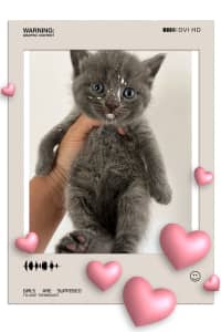 Cute British shorthair kittens/BSH/short hair looking for loving home