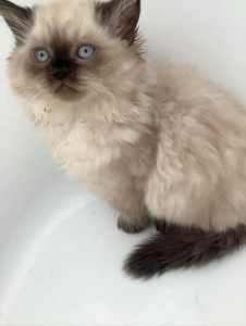 🐈🐈 Ragdoll Persian kitten 1 left 🐾🐾