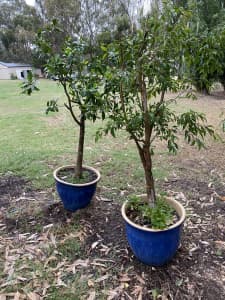 Ficus Plants in Blue Glazed Pots - $120 both