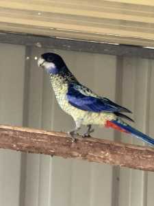 Northern rosella breeding pair , finches and button quail spp