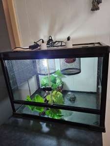Green tree frogs tank and stand
