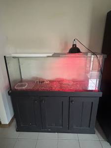 Water dragon lizard for sale (with tank, heat lamp and shelve)