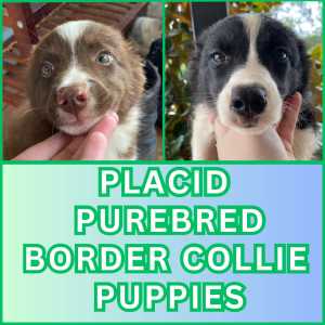 Placid Purebred Border Collie Pups