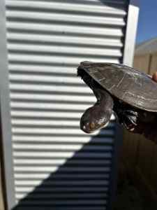 Flat shelled turtles