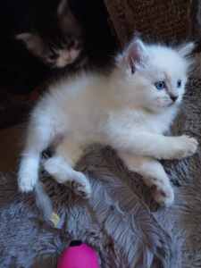 Ragdoll x Persian Kittens for sale 