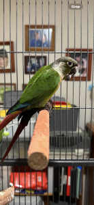 Gorgeous Hand reared Conures LAST 2 discounted! 